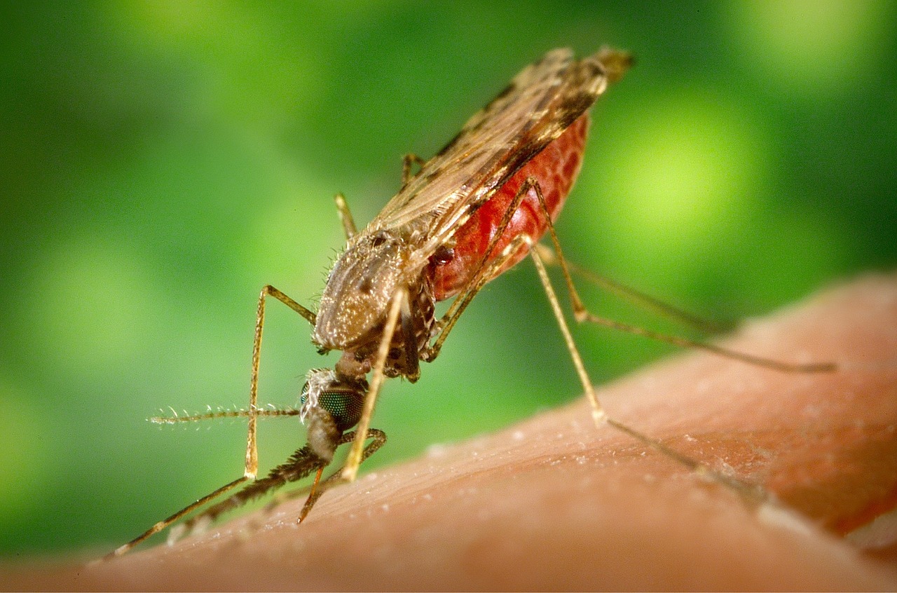 MalOMVax – Leading Project EU Malaria Fund